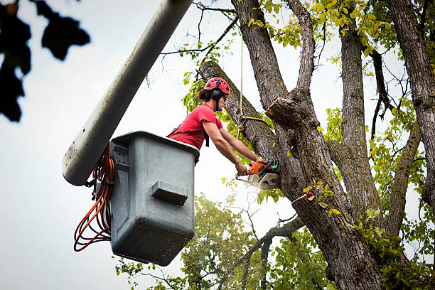 Why Choose Our Tree Removal Services in Hanley Hills, MO?